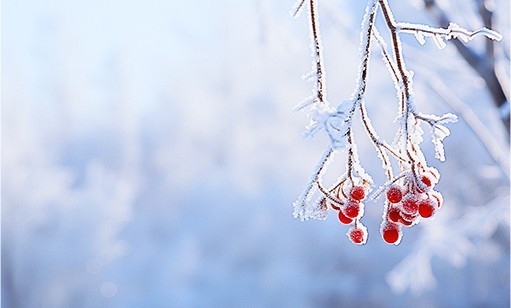瑞雪兆丰年丨2024长沙初雪 英国威廉希尔足球官网 - 专业体育赛事直播与资讯平台雪景图集